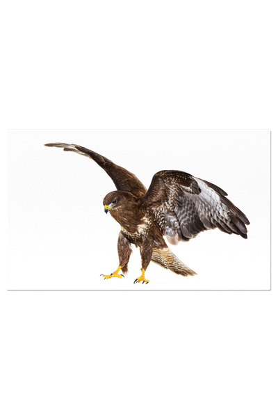 StoryGift Romania Tablou Canvas: Buzzard In Zbor, Izolat Pe Alb - Salbaticie,...