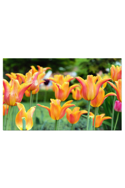 StoryGift Romania Tablou Canvas Floare De Lalea Portocalie In Gradina Primava...