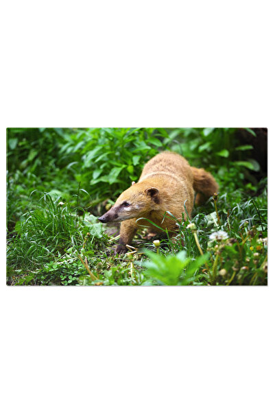 StoryGift Romania Tablou Canvas: Creaturi Salbatice - Nasua In Padurea Tropicala