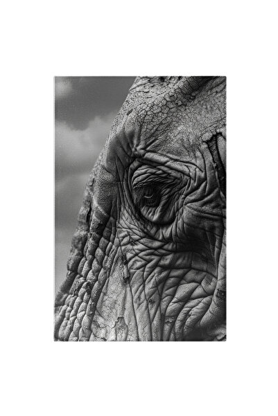 StoryGift Romania Tablou Canvas: Tristetea Elefantului, Un Elefant Batran Cu ...
