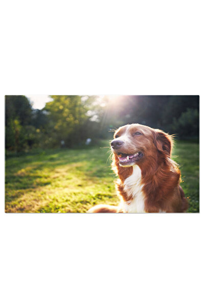 StoryGift Romania Tablou Canvas Caine Fericit In Camp, Caine, Fericit, Vara, ...