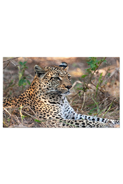 StoryGift Romania Tablou Canvas Leopard in Regiunea Raului Khwai, Botswana, Safari, Animale Salbatice, Repaus 275