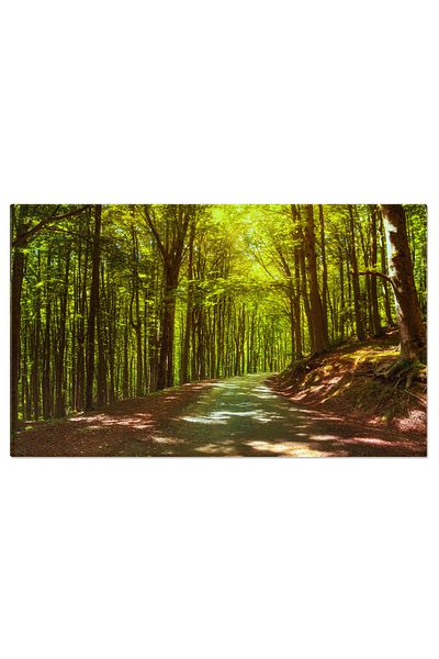 StoryGift Romania Canvas Print Tree in the Misty Forest or Casentino Beech Forest, nature, forest, fog, It