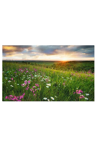 StoryGift Romania Canvas Painting Flowers on the Mountain Field at Sunrise Adventure, Tourism, Mountains, Flowers, Sunrise
