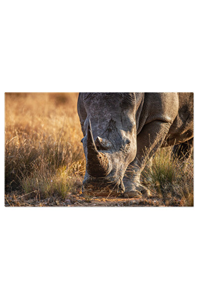 StoryGift Romania Tablou Canvas Rinocer Alb Africa, Rinocer, Salbatic, Corn, ...