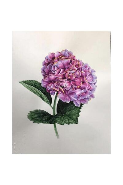 Pastelya Sayılarla Boyama Seti Çerçeveli Kasnaklı Güzel Ortanca 1 40x50 cm