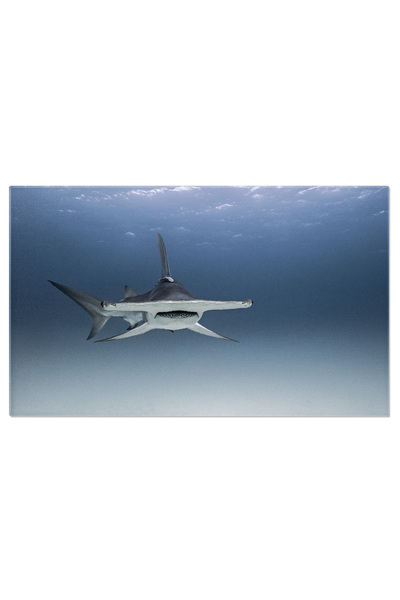 StoryGift Romania Tablou Canvas Rechin Ciocan, Animal, Rechin, Subacvatic, Bahamas, Sua 4915