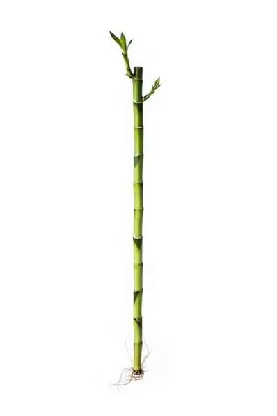 IKEA Flowery Short Plants