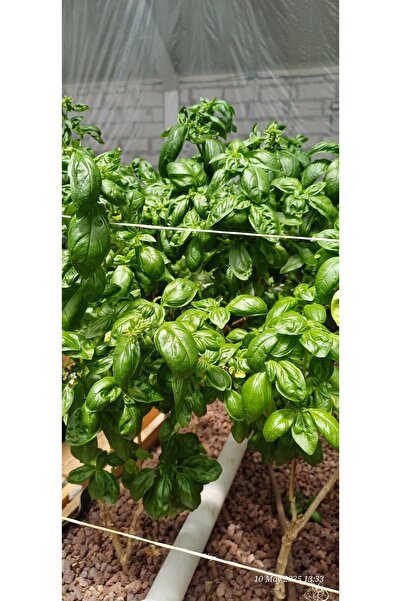 Nihsar 125 gr -taze Italyan Fesleğeni Yaprakları