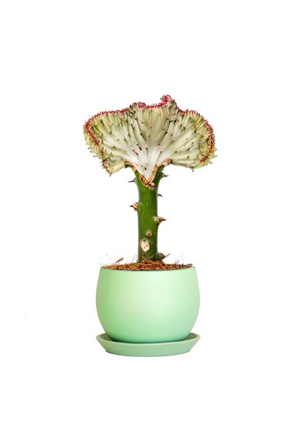 Fidanburada Aşılı Kaktüs (EUPHORBİA LACTEA CRİSTATA) Curvy Yeşil Saksılı