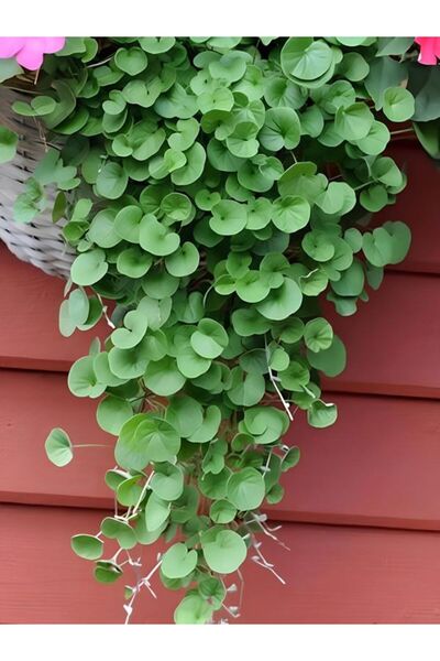 Bitkim Sende Saksılı Fare Kulağı Yayılıcı Zemin Bitkisi 10-15cm Dichondra Repens