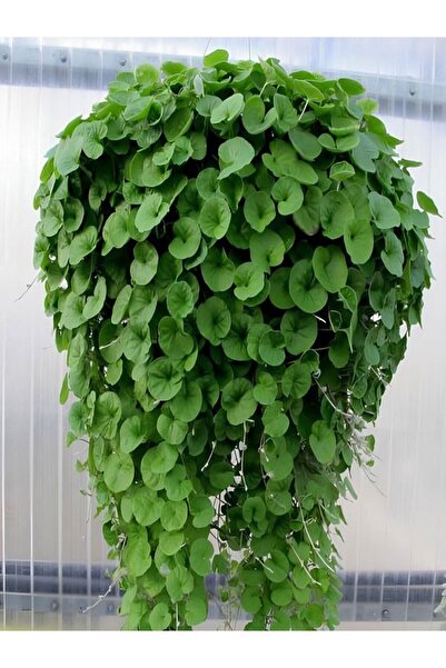 Gardenbox Dichondra Repens Fare Kulağı Çiçeği Kundura Çimi Saksılı Zemin Örtücü