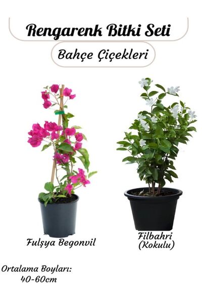 Bitkim Sende Kampanyalı Sarmaşık Bitki Seti Filbahri (Philadelphus)+ Fuşya Re...