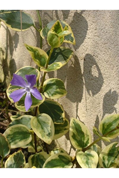 Bitkim Sende Vinca major Variegata Mor Renk Cezayir Menekşesi 20-40cm Saksılı