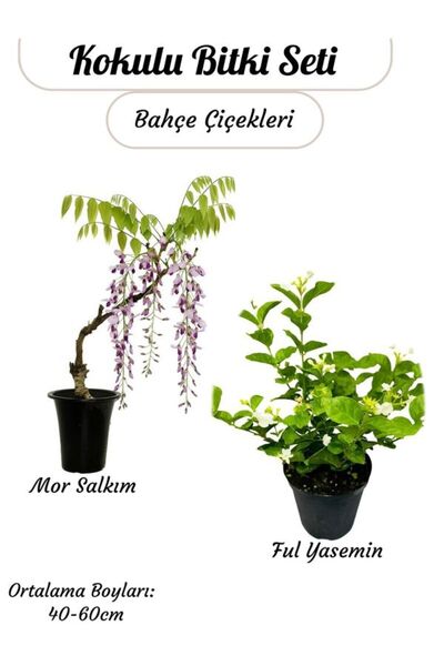 Bitkim Sende Kokulu Bitki İkilisi – Saksılı Katmerli Ful Yasemin ve Mor Salkım Sarmaşığı