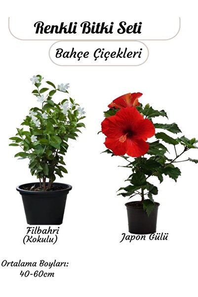 Gardenbox Saksılı 2’li Çiçek Seti – Kırmızı Japon Gülü & Filbahri (30-50cm Boy Aralığı)