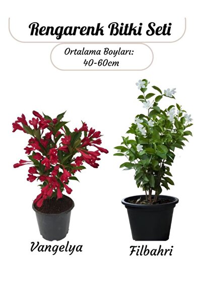 Nura Botanik Özel Set Kırmızı Renk Vangelya Gelin Tacı Çiçeği & Kokulu Beyaz Filbahri Çiçeği