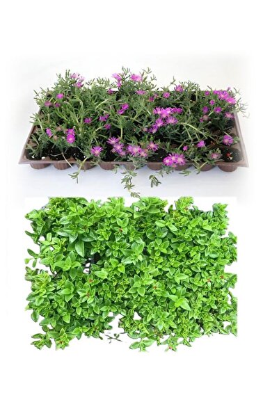 Bitkim Sende Bahçe Yer Örtücü Bitki Seti 45 Acem Halısı( Mezem)+45 Buz Çiçeği...