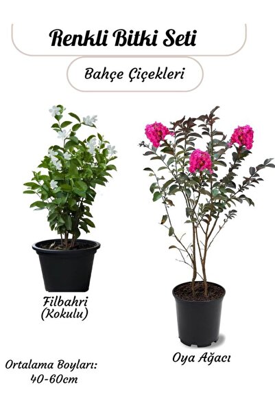 Nura Botanik Kokulu Filbahri Sarmaşığı+ Pembe Renk Oya Ağacı Fidanı Saksılı