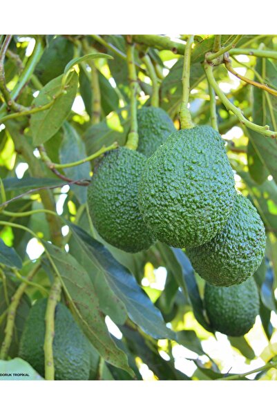 DORUK TROPIKAL 1 Kg (HAS) Yemeye Hazır Avokado