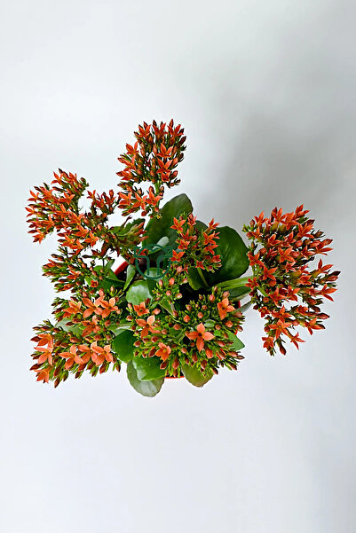 Toptan Kaktüs Kalanchoe Blossfeldiana çiçek açan sukulent Flaming Katy 12 cm saksıda