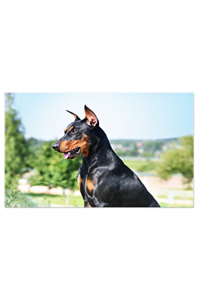 StoryGift Romania Tablou Canvas Pinscher German, Doberman, Caine, Pinscher, A...