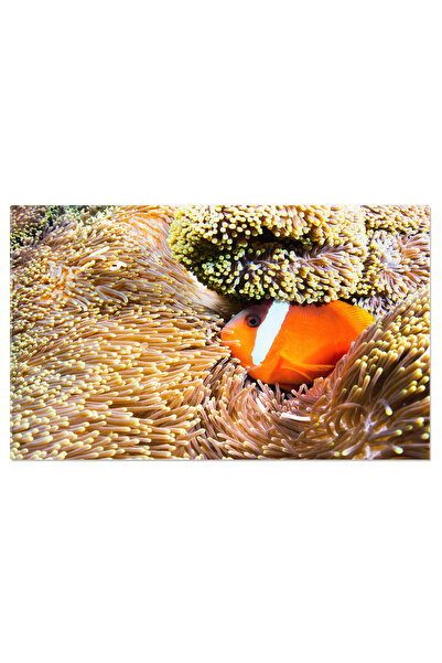 StoryGift Romania Tablou Canvas Viata Subacvatica In Fiji - O Privire In Lume...