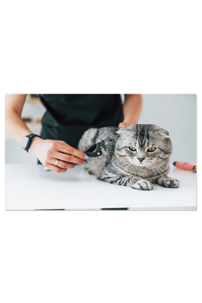 StoryGift Romania Tablou Canvas Periajul Blanii Unui Pisoi Scottish Fold Piso...