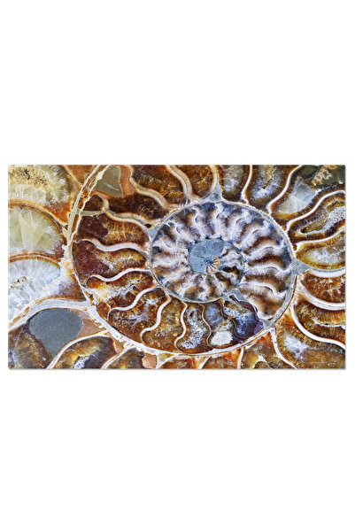 StoryGift Romania Tablou Canvas Model Abstract Al Spiralei In Cochilia Amonitei O Creatie Vibranta Ce Imbina Trec