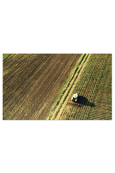 StoryGift Romania Tablou Canvas Cu Camp De Porumb In Agricultura Moderna - Cresterea In Sezonul De Vara