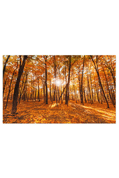 StoryGift Romania Tablou Canvas Trasee Luminoase Ale Stelelor Si Meteoritilor In Noapte Dimineata, Galaxie, Stele