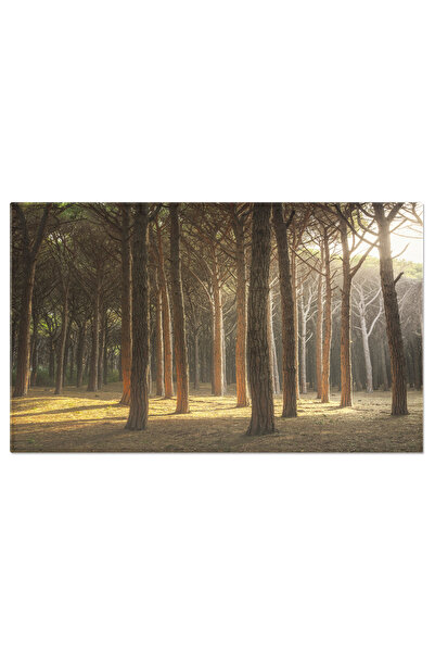 StoryGift Romania Tablou Canvas Padure De Pini Maritime Italiani, Pini, Padur...