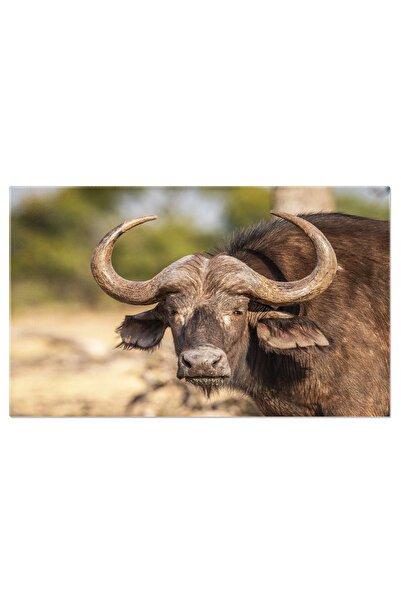 StoryGift Romania Tablou Canvas Bufnita Africana Bufnita, Africa, Animal Salb...