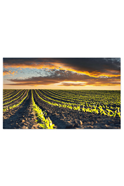 StoryGift Romania Tablou Canvas Randuri Verzi De Porumb Si Valuri In Cimpul A...