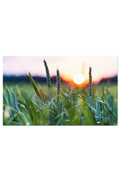 StoryGift Romania Tablou Canvas Grau Necopt Intr-un Camp Larg Vara, Mediu, Pe...
