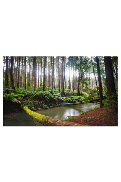 StoryGift Romania Tablou Canvas: Raul Aire Din Australia, Salbaticie, Ecologi...