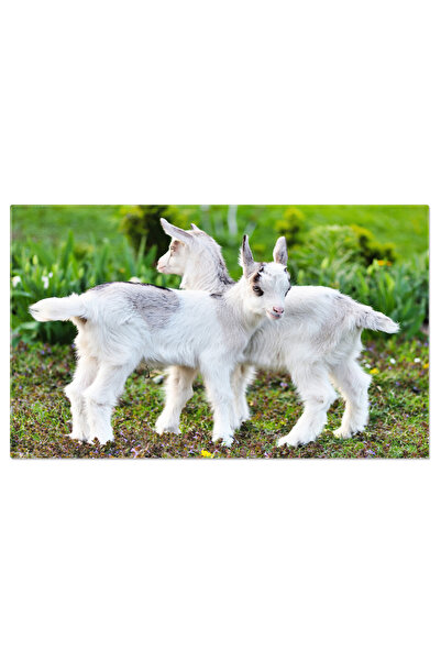 StoryGift Romania Tablou Canvas Cu Pui De Capra In Camp - Prietenie Si Explor...