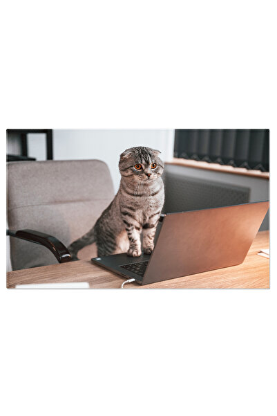 StoryGift Romania Tablou Canvas Pisica Scottish Fold Langa Masa Cu Laptop Ado...