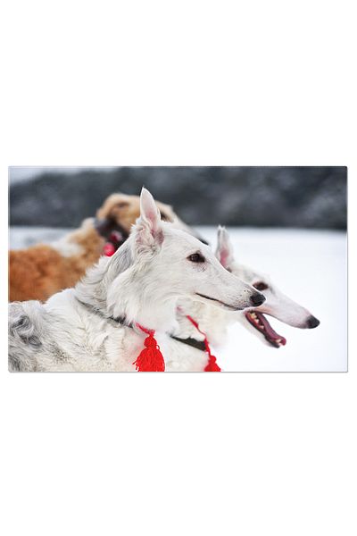 StoryGift Romania Tablou Canvas Vanatoare Cu Barzoii Russi, Caine, Vanatoare, Natura, Animal 2425