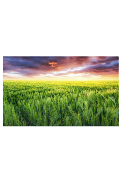 StoryGift Romania Tablou Canvas Iarba Pe Camp In Timpul Rasaritului, Agricult...