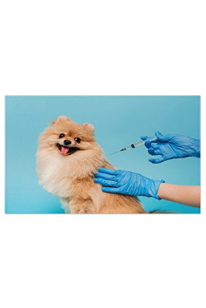 StoryGift Romania Tablou Canvas Medicul Veterinar In Manusi De Latex Facand O...