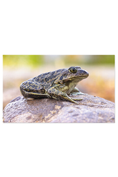 StoryGift Romania Tablou Canvas 120 X 80cm Pelobates Syriacus - Broasca Spade...