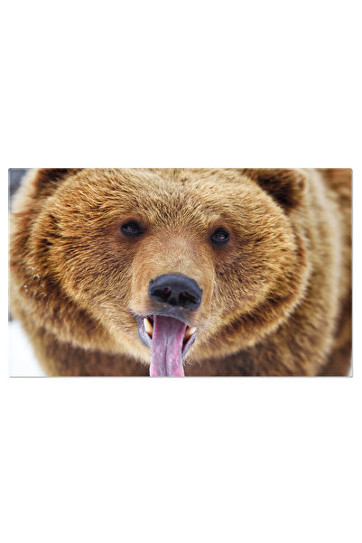 StoryGift Romania Tablou Canvas - Urs Brun In Padure, Natura Si Iarna Geroasa