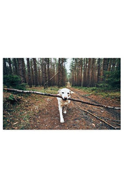 StoryGift Romania Tablou Canvas Caine Labrador Retriever Pe Un Drum In Mijloc...