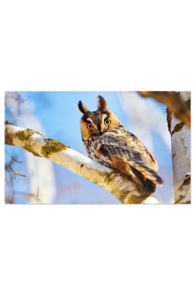 StoryGift Romania Tablou Canvas: Bufnita Cu Urechi Lungi In Mediul Sau Natura...