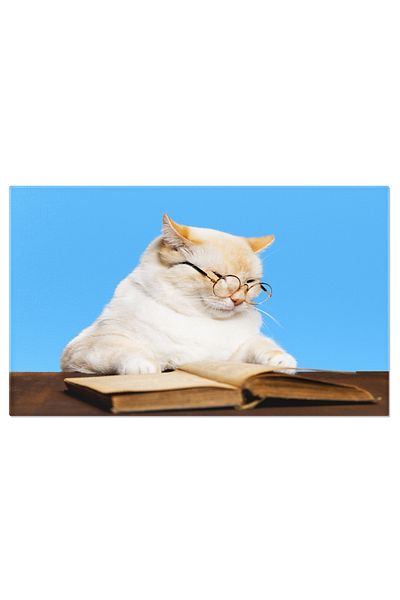 StoryGift Romania Canvas Painting 70 X 50cm Cat With Glasses, Blinking And Looking Into Book, Animal, Humor, Read Stg