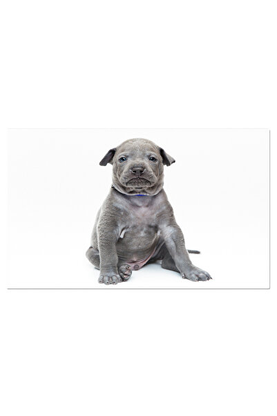 StoryGift Romania Tablou Canvas - Catel Thai Ridgeback: Nobil Si Grizonat