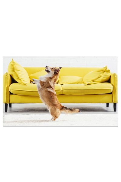 StoryGift Romania Tablou Canvas Caine Pembroke Welsh Corgi Executand Comanda Pentru Stapana Animal, Rasa, Corgi,