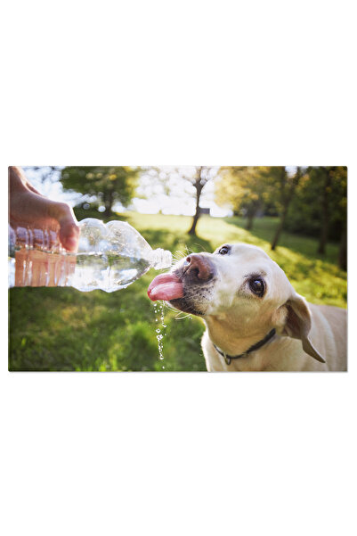 StoryGift Romania Tablou Canvas Caine Band Apa Dintr-o Sticla De Plastic In N...