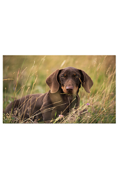 StoryGift Romania Tablou Canvas: Teckel Jucaus In Gradina, Momente Petrecute In Natura, Portretul Unui Prieten Fi